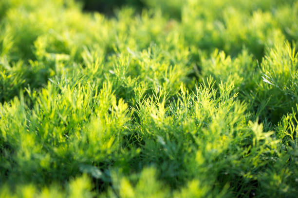 Green dill is growing in a garden at dawn.