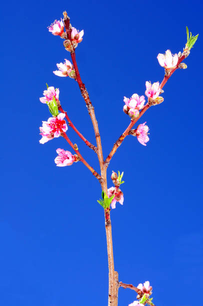 4 季節 - blom ストックフォトと画像