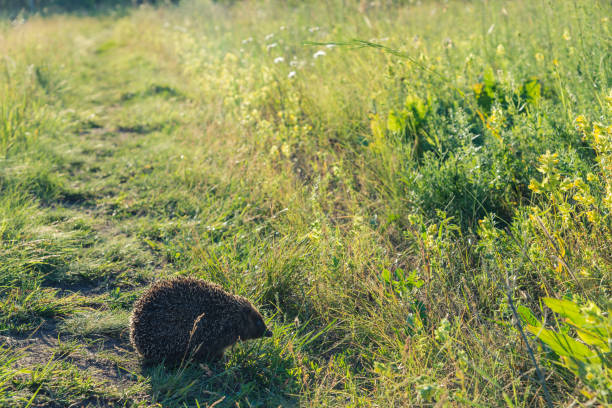istock The hedgehog runs along the green path 810532960