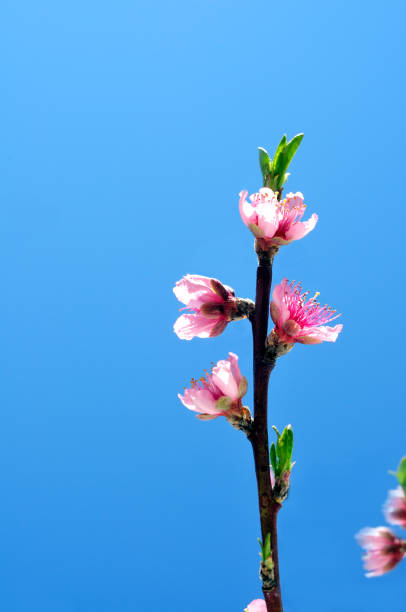 4 estaciones - blom fotografías e imágenes de stock