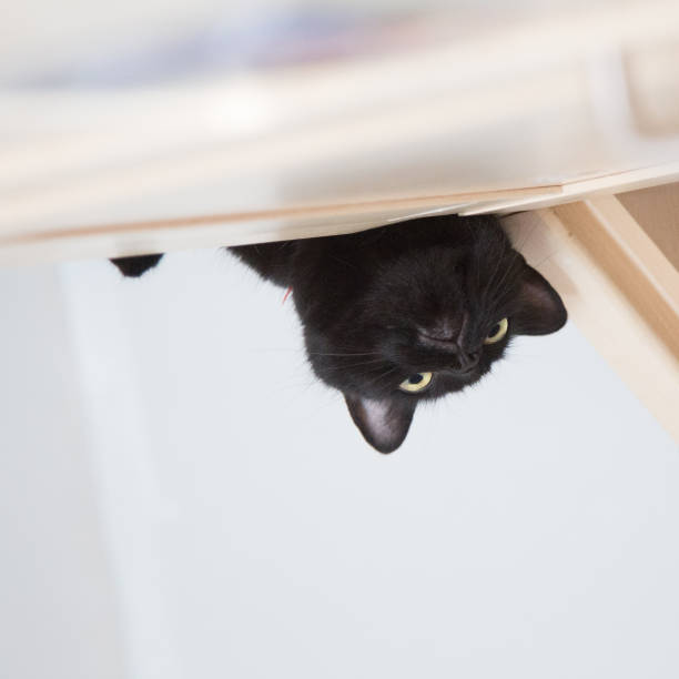 istock A beautiful portrait of a black kitten 810533200