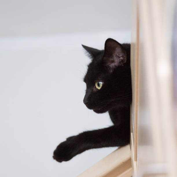 istock A beautiful portrait of a black kitten 810533244