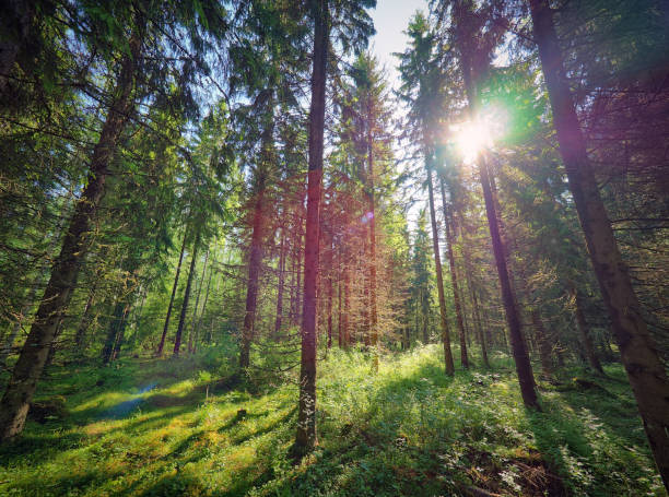 istock Green sunny forest in Finland 810536146