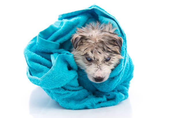 istock Siberian husky puppy after bath is covered with a blue towel 810536152