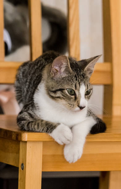 istock A beautiful portrait of a tabby kitten 810536356