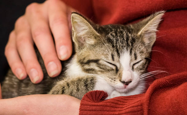 istock A beautiful portrait of a tabby kitten 810536404