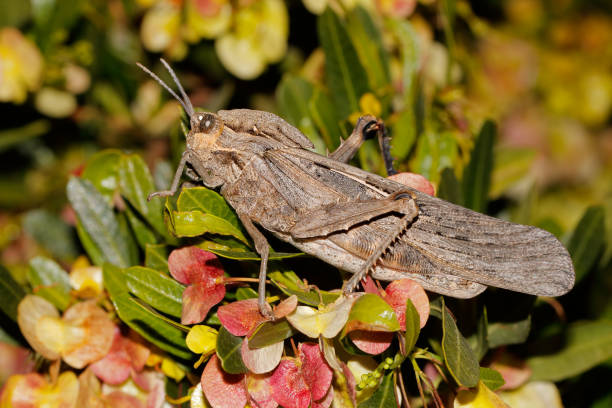 istock Grasshopper in natural habitat 810536652