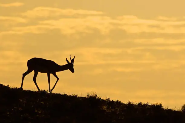 Springbok antelope (Antidorcas marsupialis) silhouetted against a sunrise, Kalahari desert, South Africa