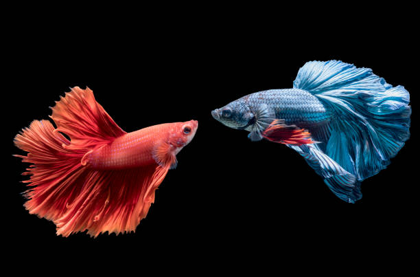 istock blue and red siamese fighting fish on black 810539462
