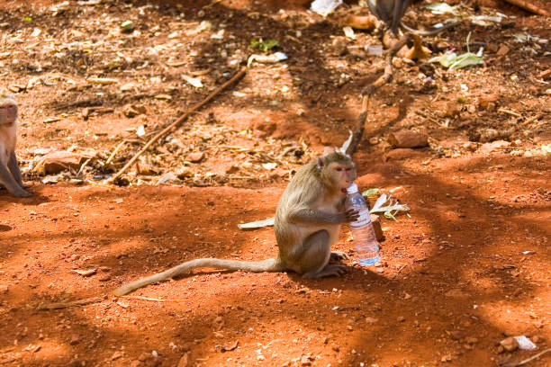 A wild monkey tries to open a bottle of water. Thailand.