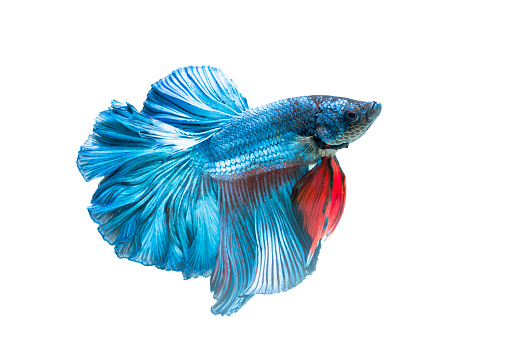 siamese fighting fish, betta splendens isolated on white background, it is popular as an aquarium fish