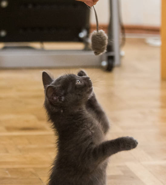 istock A beautiful Russian blue kitten playing with a toy mouse 810542668