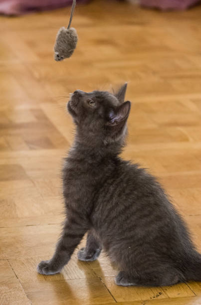 istock A beautiful Russian blue kitten playing with a toy mouse 810542684