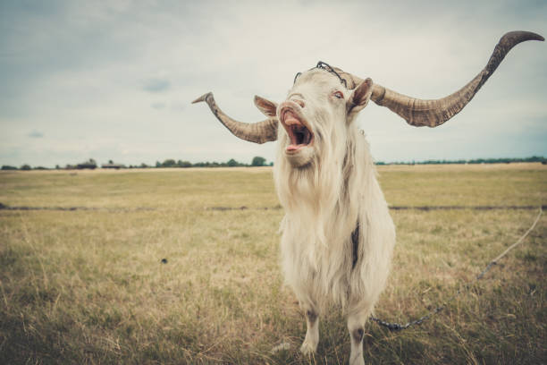 istock The goat is in the field 810543872