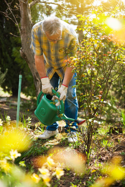 istock Senior man gardening 810546984