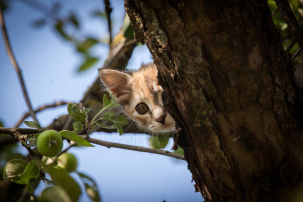 istock A colorful kitten climbing in the tree 810547916