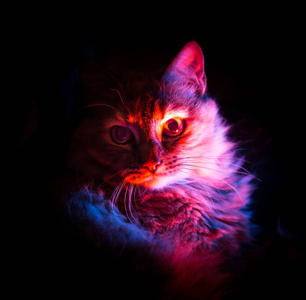 istock Two colored portrait of a fluffy cat 810552044