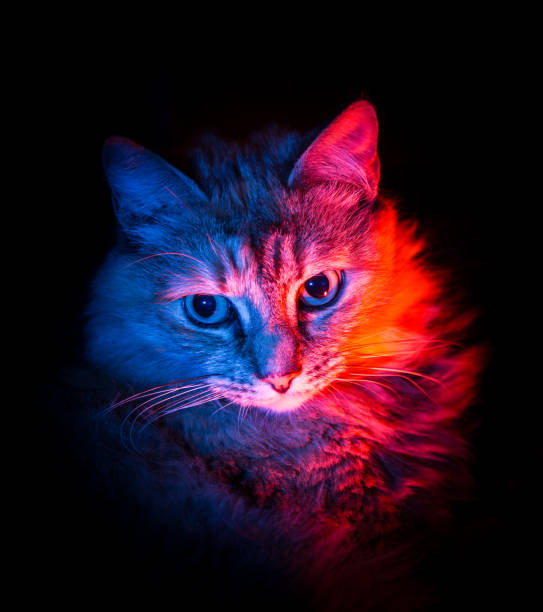 istock Two colored portrait of a fluffy cat 810552052