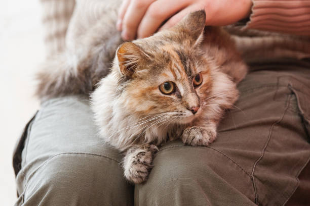 istock A beautiful portrait of a fluffy three colored cat 810552780