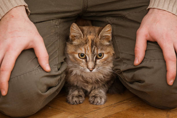 istock A beautiful portrait of a fluffy three colored cat 810552806