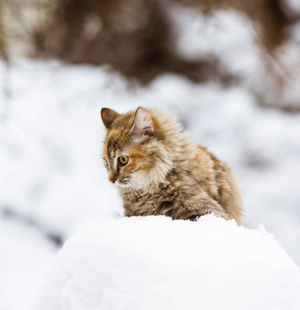 istock A fluffy kitten out in the snow 810553236