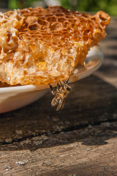 istock Close up view of the working bee on the honeycomb 810567844