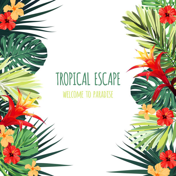 Floral square postcard design with guzmania and hibiscus flowers, monstera and royal palm leaves. Exotic hawaiian vector background Floral postcard design with guzmania and hibiscus flowers, monstera and royal palm leaves. Exotic hawaiian background. Vector illustration. exoticism stock illustrations