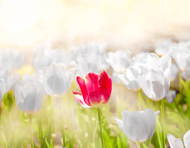 Gorgeous Tulips Flower background under the beautiful morning light in Spring season.One red tulip standout from other white gray color  be unique confident, different concept