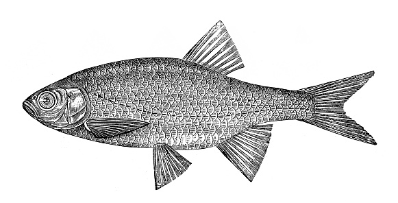 Illustration of the Rudd (Scardinius erythrophthalmus)