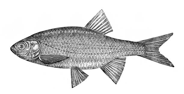 Rudd (Scardinius erythrophthalmus) Illustration of the Rudd (Scardinius erythrophthalmus) rudd fish stock illustrations