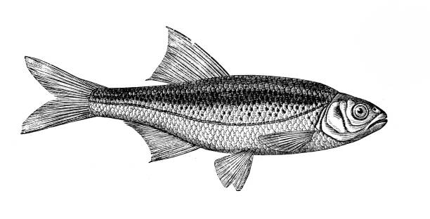 ilustrações de stock, clip art, desenhos animados e ícones de alburnoides bipunctatus, known as the schneider, spirlin, bleak, riffle minnow - peixe ilustrações