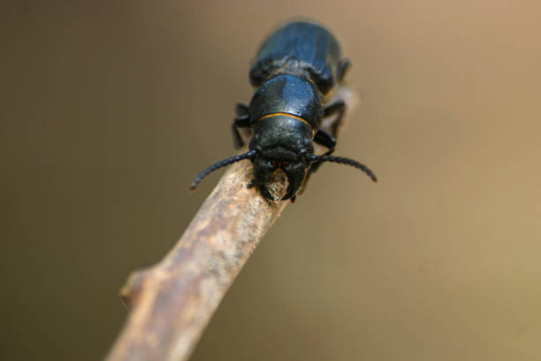 istock Black beetle on a wooden stick 810575632