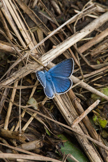 istock A beautiful blue butterfly on a grass 810575638