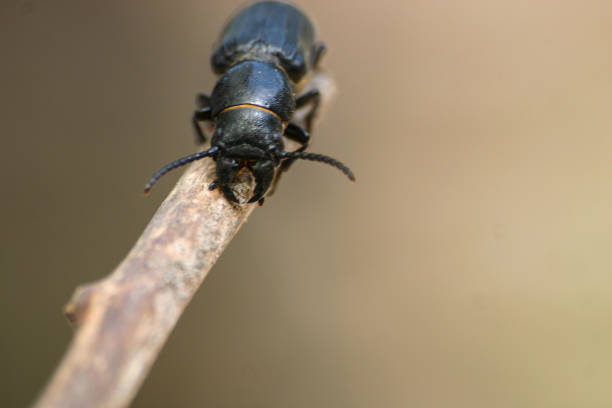 istock Black beetle on a wooden stick 810575660