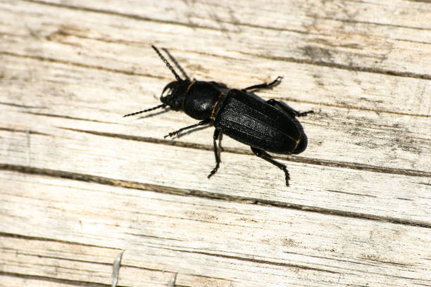istock Black beetle on a wooden stick 810575676