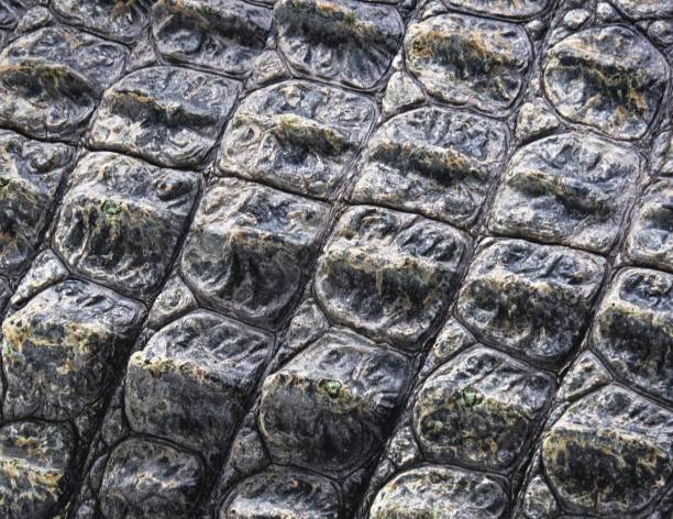 istock Skin Of Crocodile 810575890