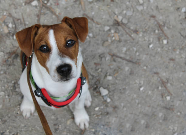 istock Curious puppy jack russell terrier 810578812
