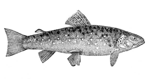 bachforelle (salmo trutta morpha fario), salmo fario - brown trout stock-grafiken, -clipart, -cartoons und -symbole