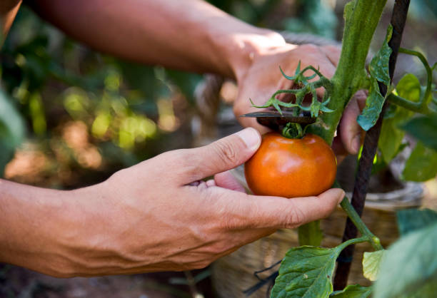 istock young man picking a tomato from the plant 810579140