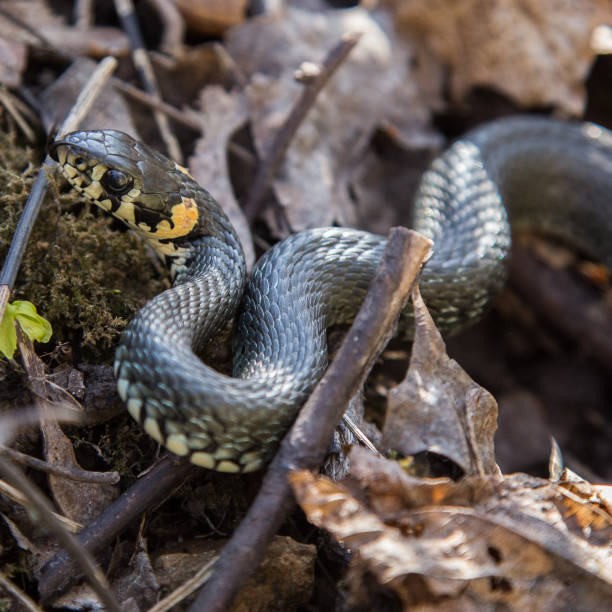 istock A beautiful grass snake in last years autumn leaves 810579828