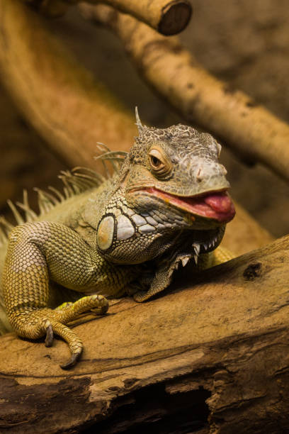 istock A beautiful close-up of a brown iguana 810580016