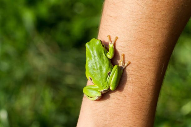 istock A beautiful green frog sitting on a hand 810580460