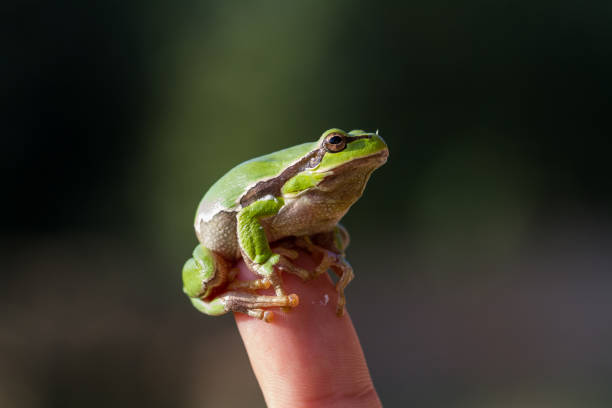 istock A beautiful green frog sitting on a hand 810580478