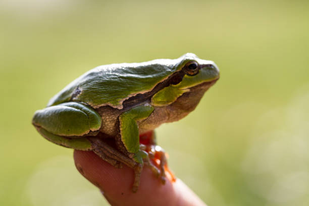 istock A beautiful green frog sitting on a hand 810581188