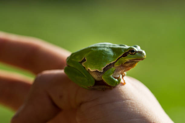 istock A beautiful green frog sitting on a hand 810581334