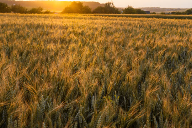 istock Yellow ripe wheat in the field. Sunset. Illuminated with a backlight 810584354