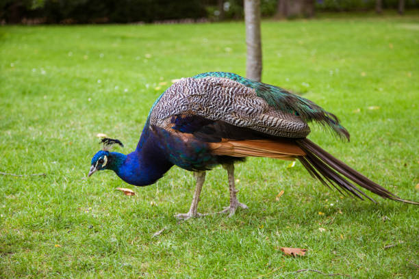 istock A beautiful peacock in the park 810584956