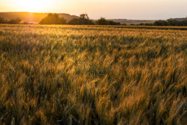 istock Yellow ripe wheat in the field. Sunset. Illuminated with a backlight 810587146