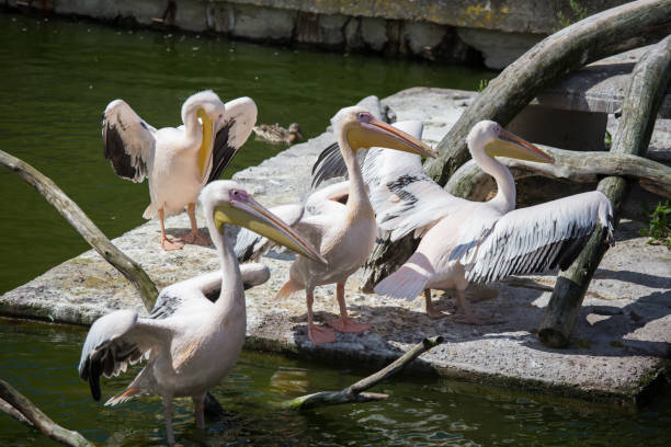 istock Beautiful pelicans in the park 810591712