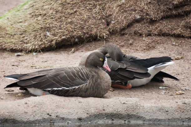 istock Beautiful geese in the park 810599986
